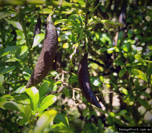 Citrus australasica ‘Alstonville’ (Finger Lime)