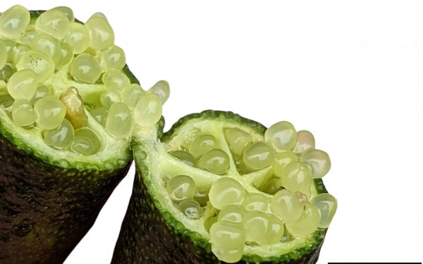 Citrus australasica ‘Alstonville’ (Finger Lime)