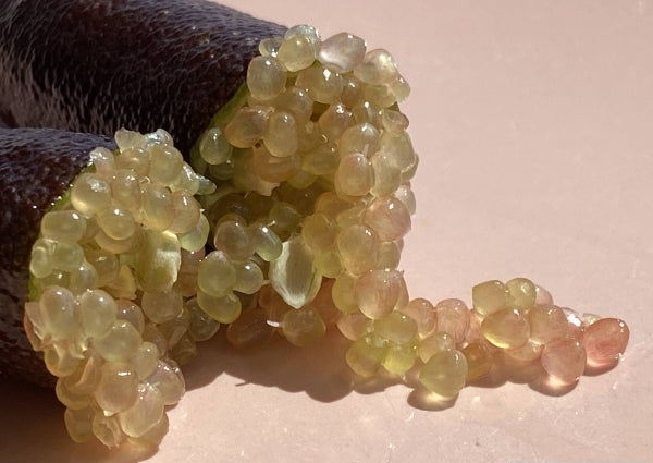 Citrus australasica ‘Alstonville’ (Finger Lime)