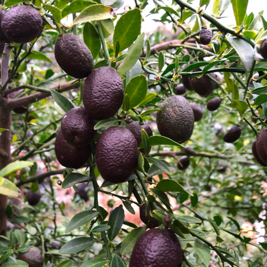 Citrus australasica ‘Red Centre Dwarf’ (Australian Blood Finger Lime)