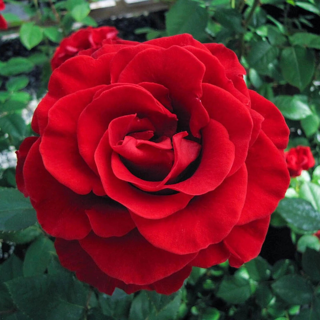 Rosa ‘Firefighter’ (Firefighter Hybrid Tea Rose)