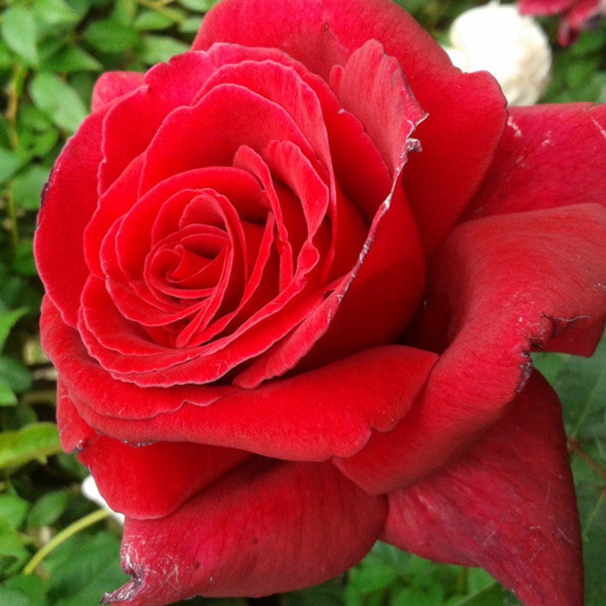 Rosa ‘Firefighter’ (Firefighter Hybrid Tea Rose)
