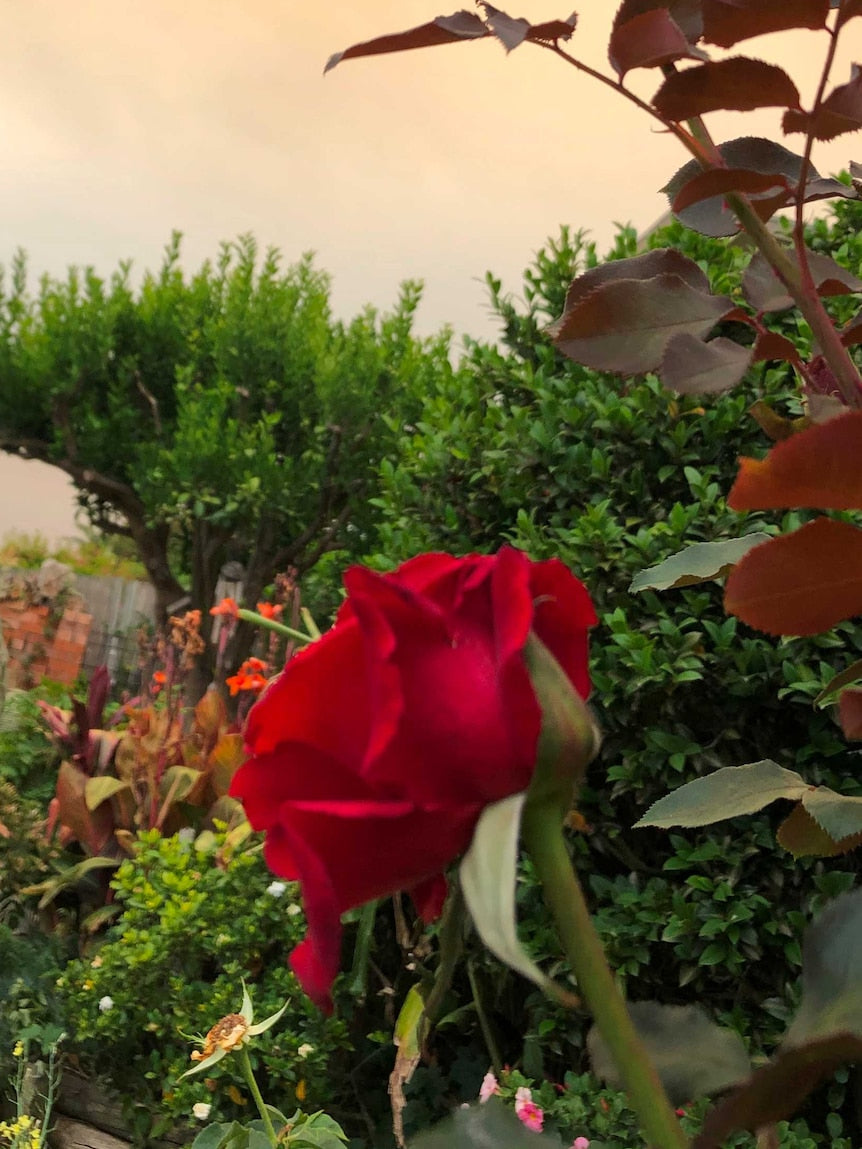 Rosa ‘Firefighter’ (Firefighter Hybrid Tea Rose)
