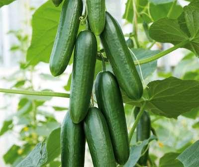 Cucumis sativus 'Patio Snacker' (Patio Snacker Cucumber)