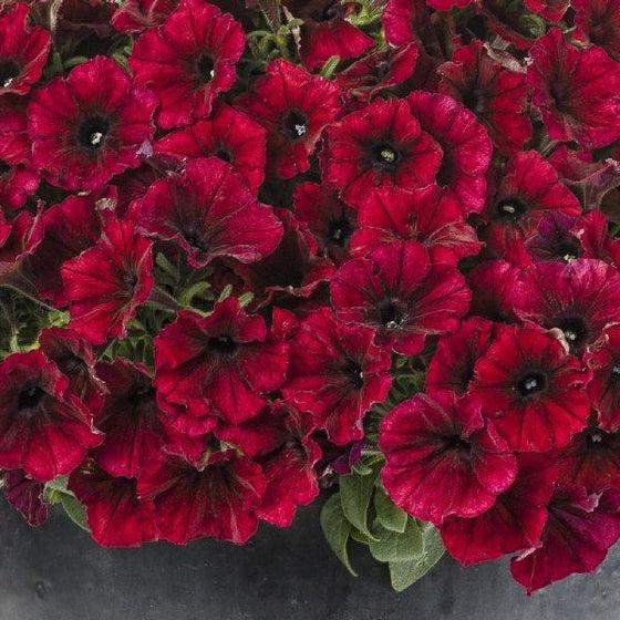 Petunia ‘Supertunia Black Cherry’ (Black Cherry Petunia)