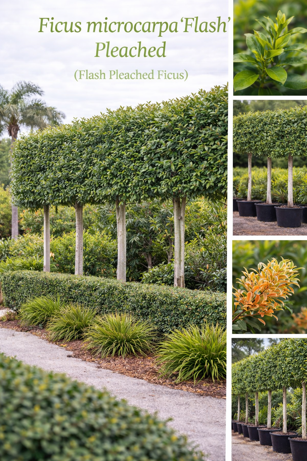 Ficus Microcarpa ‘Flash’ Pleached (Flash Pleached Ficus)