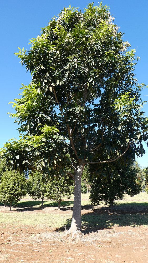 Flindersia brayleyana (Queensland Maple)
