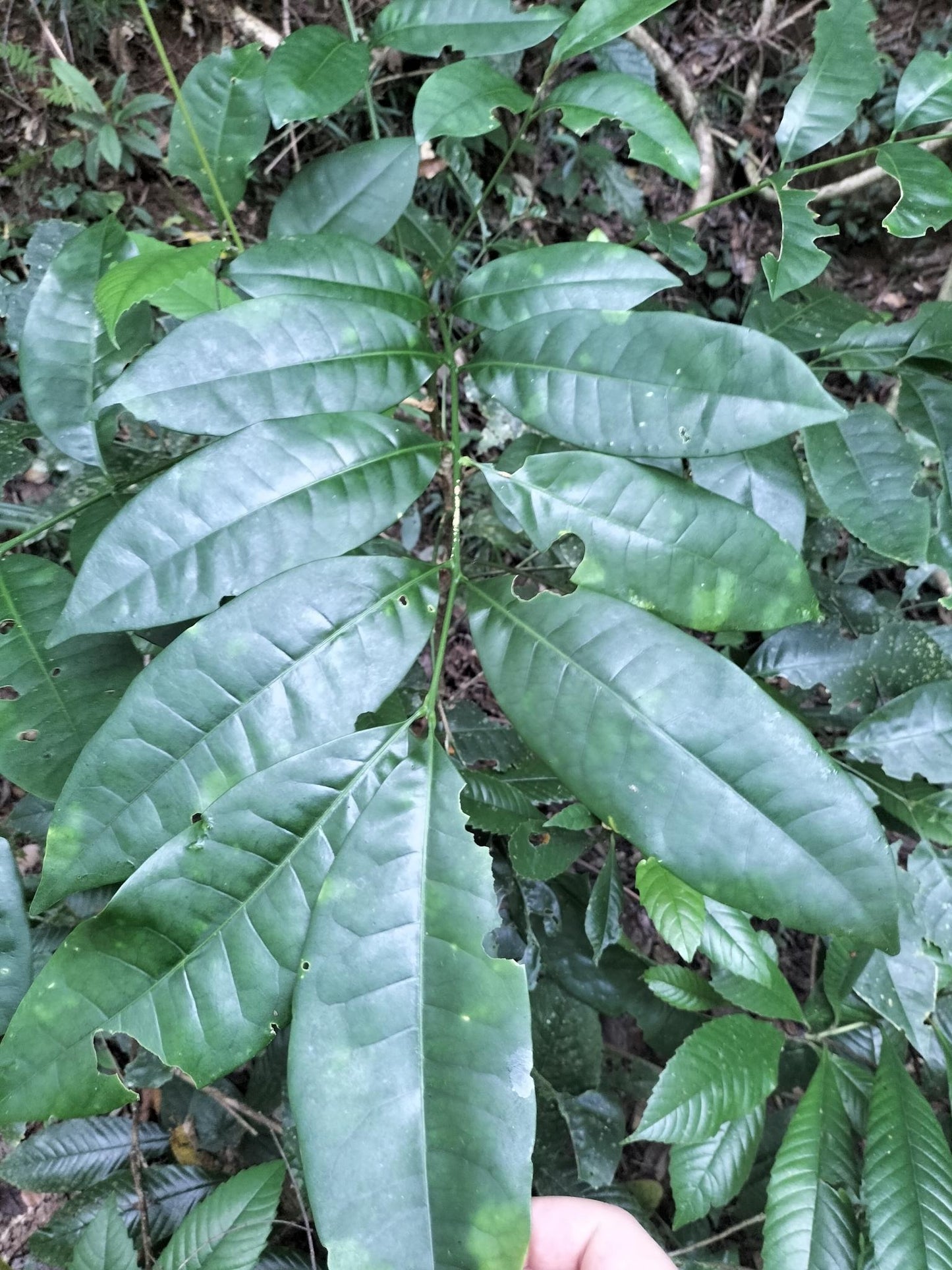 Flindersia brayleyana (Queensland Maple)