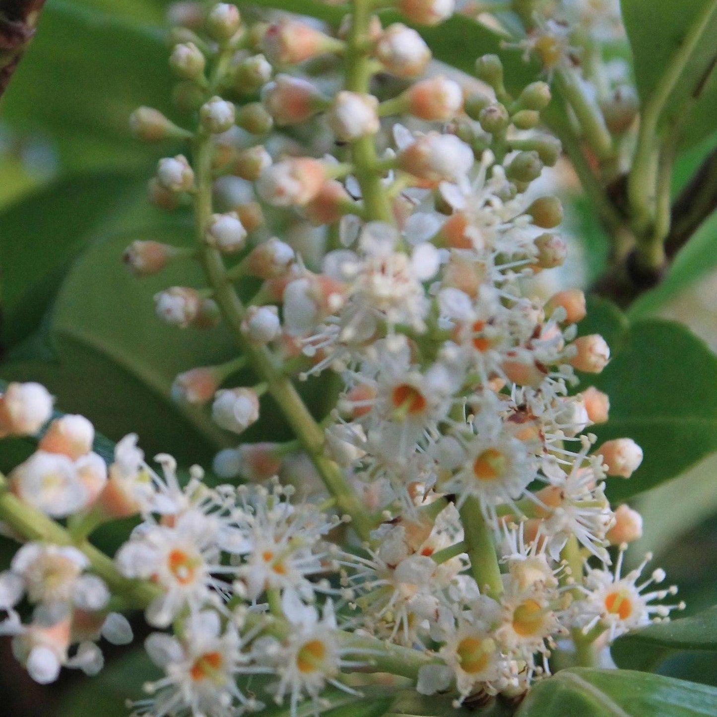 Flindersia brayleyana (Queensland Maple)