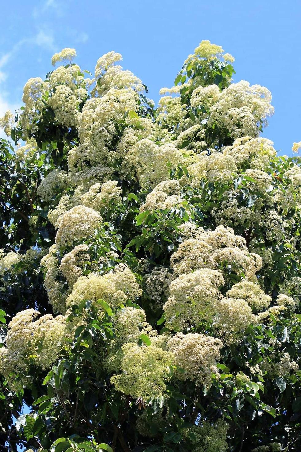 Flindersia brayleyana (Queensland Maple)