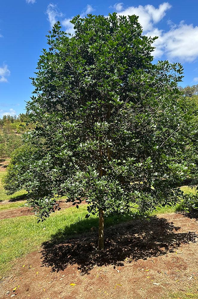 Flindersia collina (Leopard Ash)