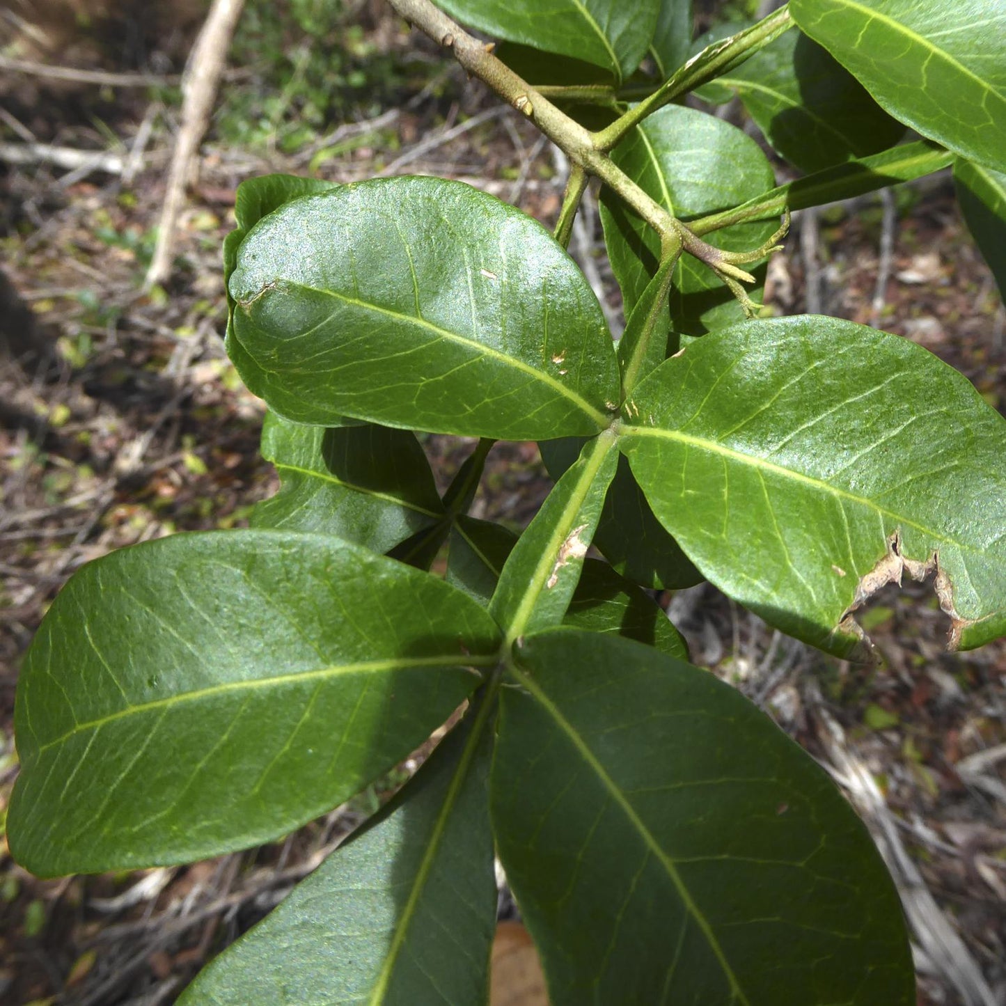 Flindersia collina (Leopard Ash)
