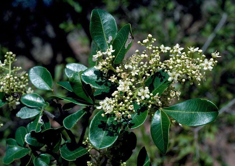 Flindersia collina (Leopard Ash)