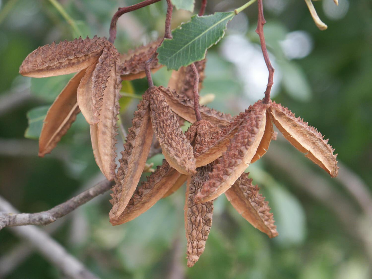 Flindersia collina (Leopard Ash)