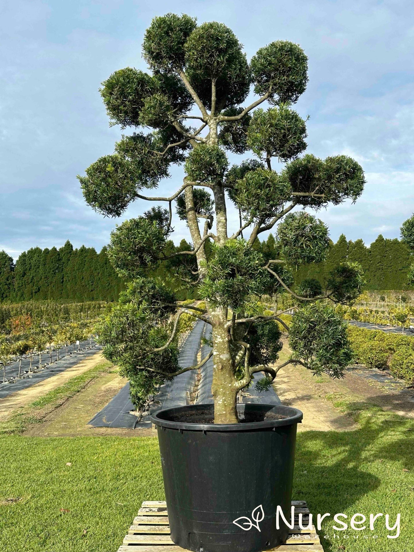 Gardenia Augusta (Florida Gardenia)