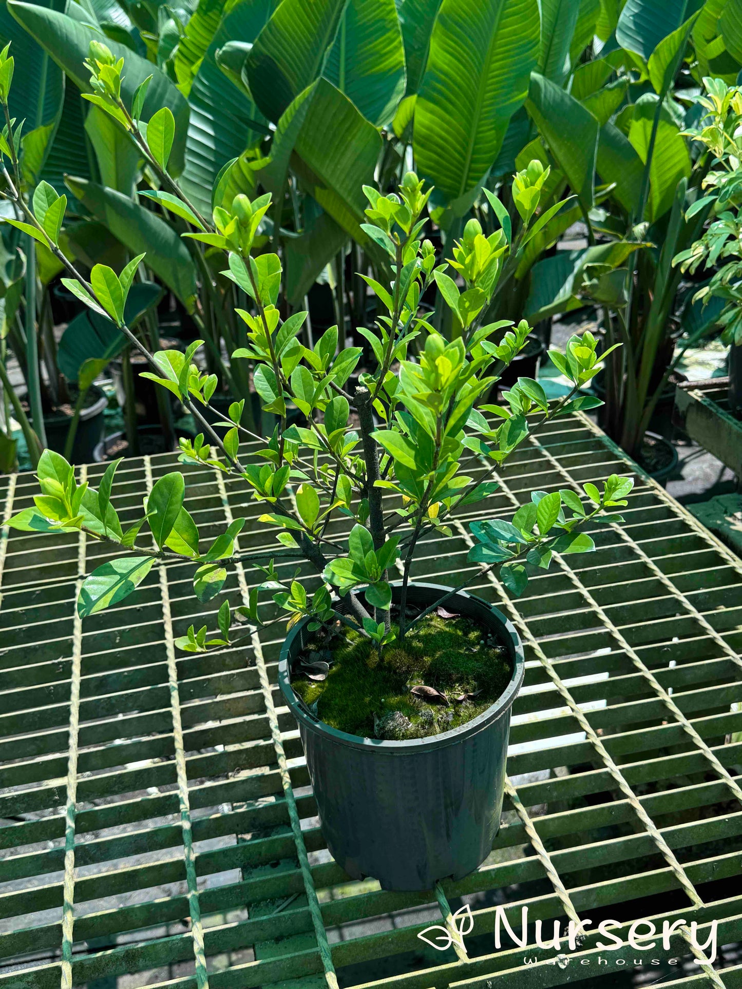 Gardenia Augusta (Florida Gardenia | Excess stock, end of batch, not uniform, great for hedges)