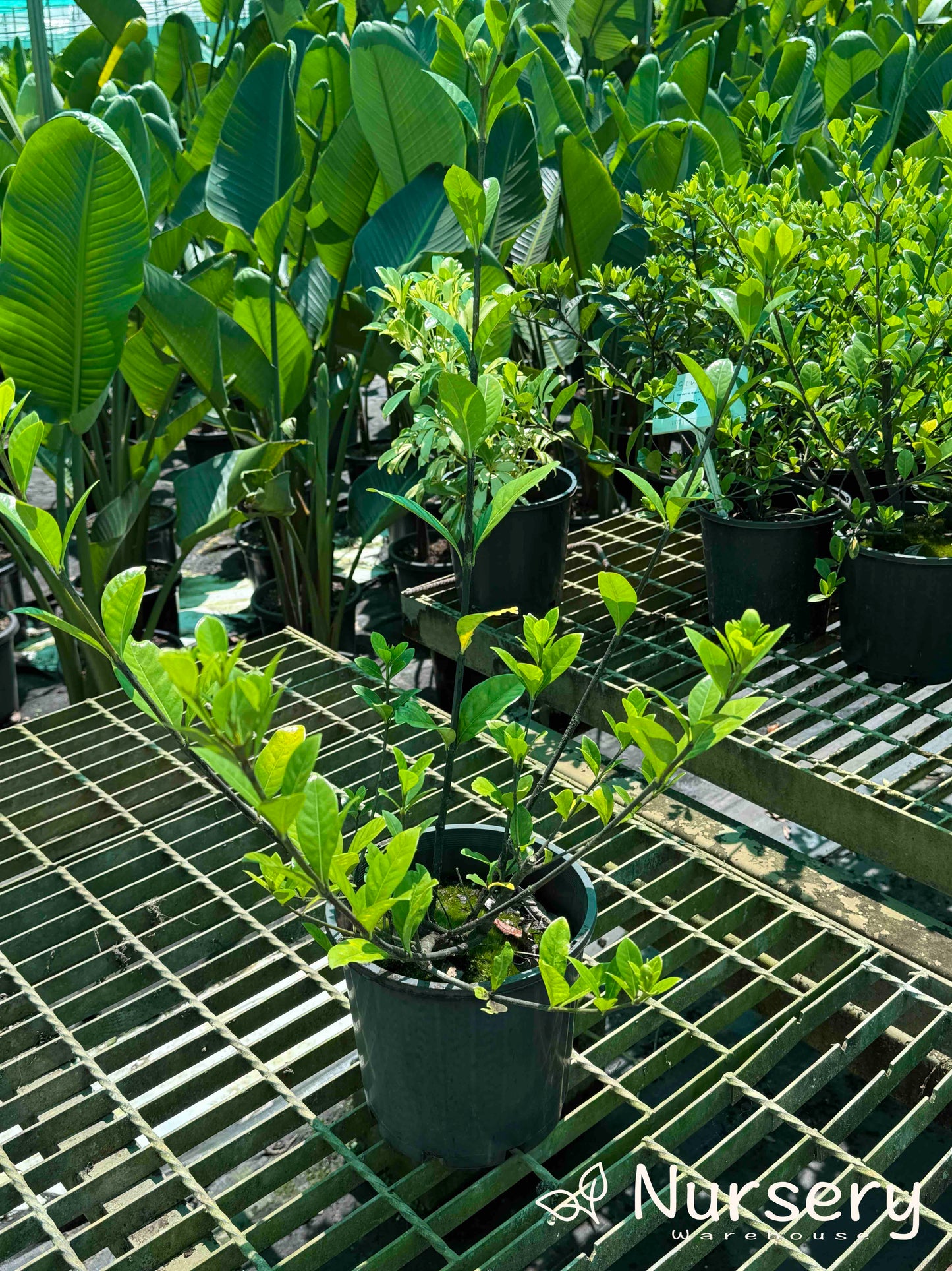 Gardenia Augusta (Florida Gardenia | Excess stock, end of batch, not uniform, great for hedges)