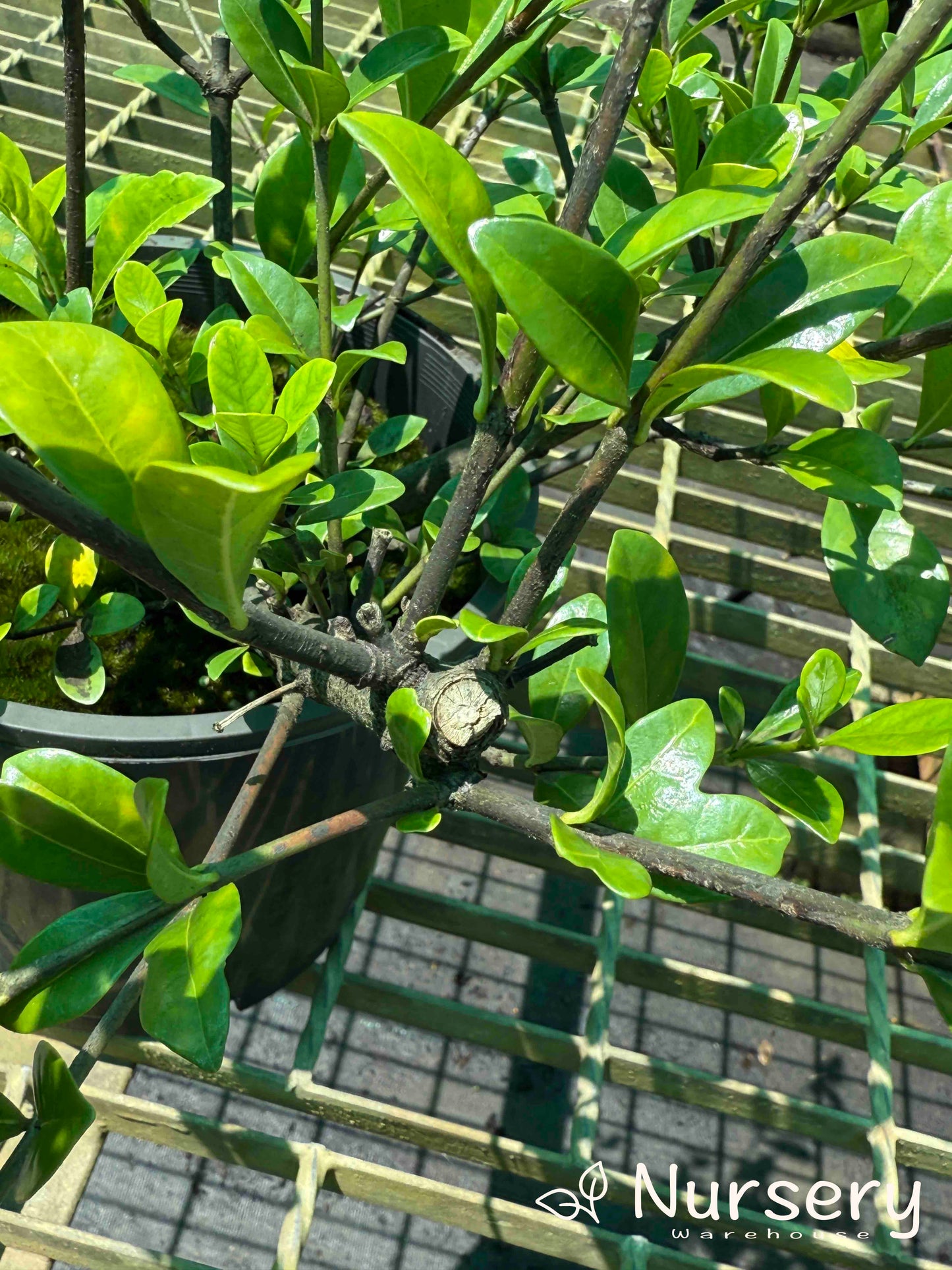 Gardenia Augusta (Florida Gardenia | Excess stock, end of batch, not uniform, great for hedges)