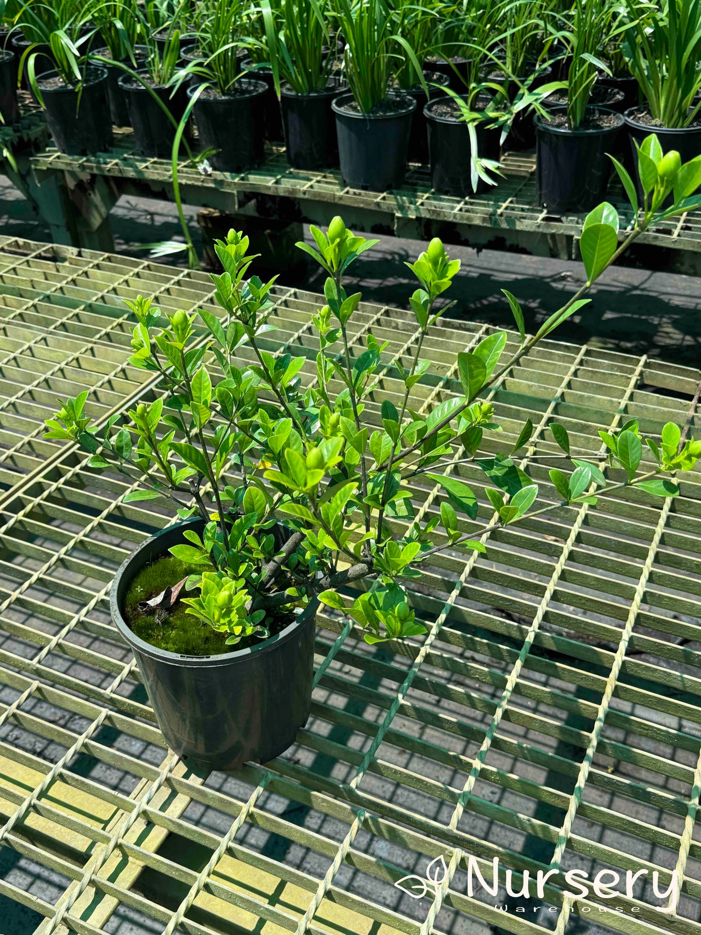 Gardenia Augusta (Florida Gardenia | Excess stock, end of batch, not uniform, great for hedges)