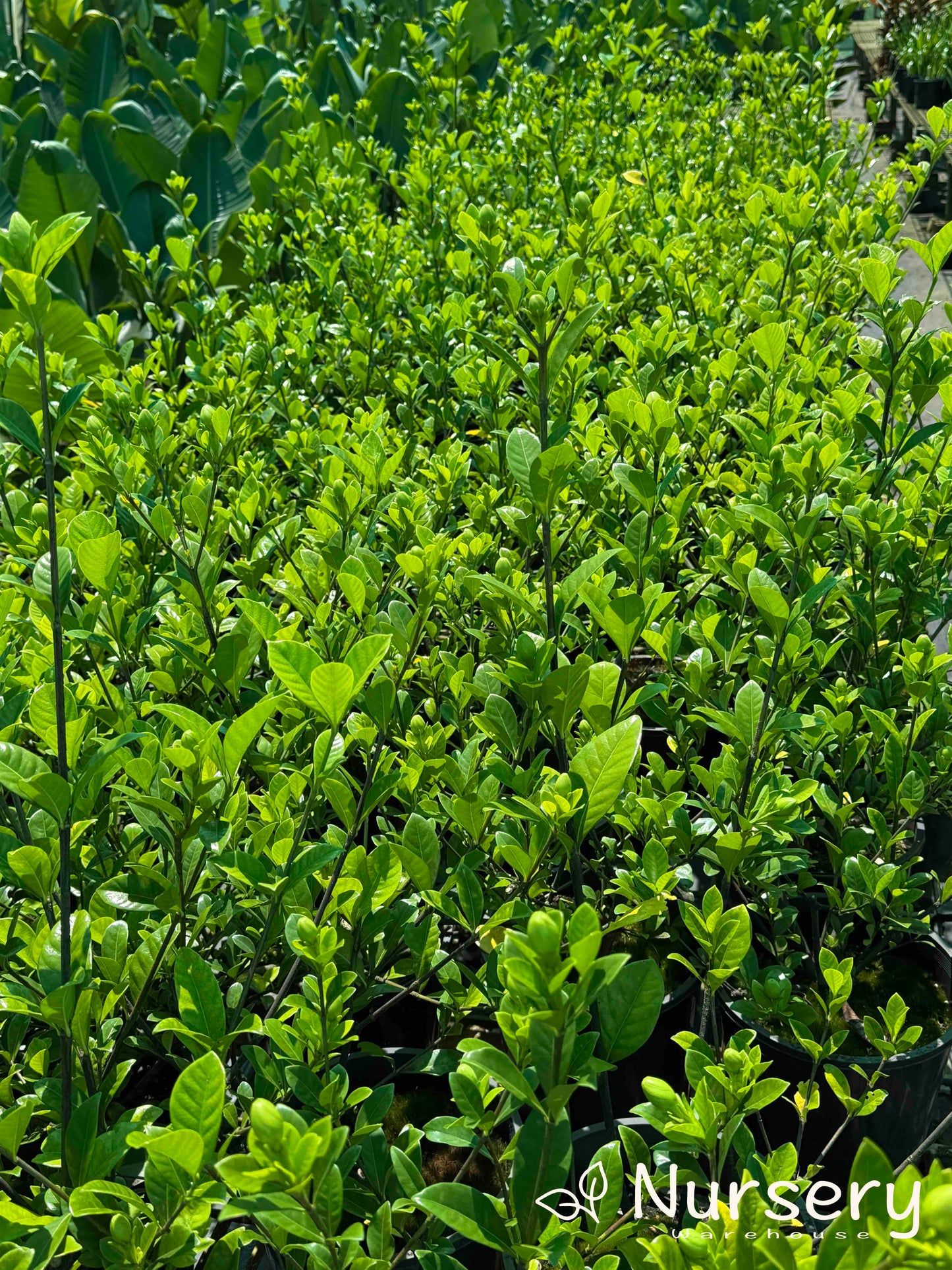 Gardenia Augusta (Florida Gardenia | Excess stock, end of batch, not uniform, great for hedges)