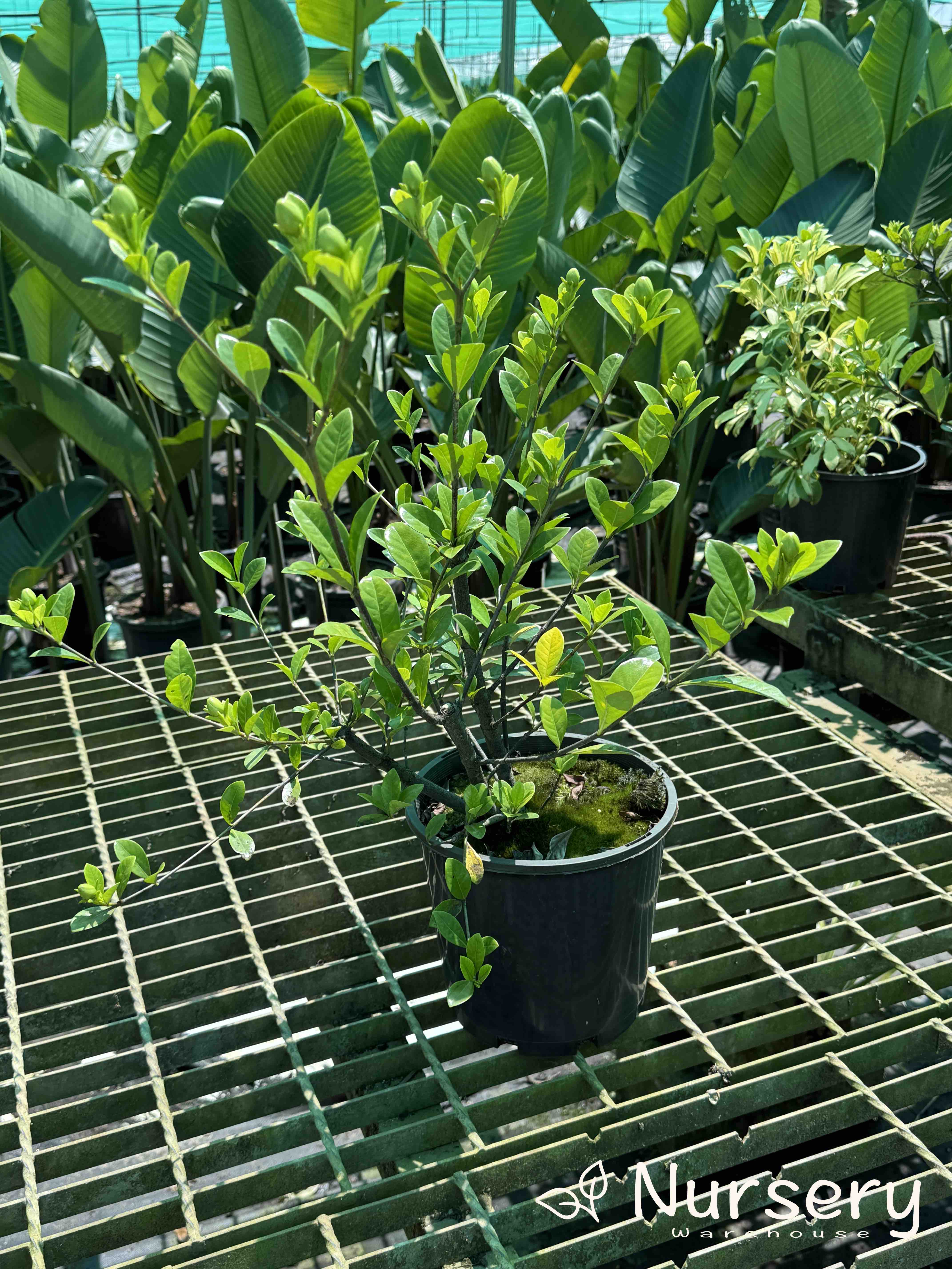 Gardenia Augusta (Florida Gardenia | Excess stock, end of batch, not uniform, great for hedges)