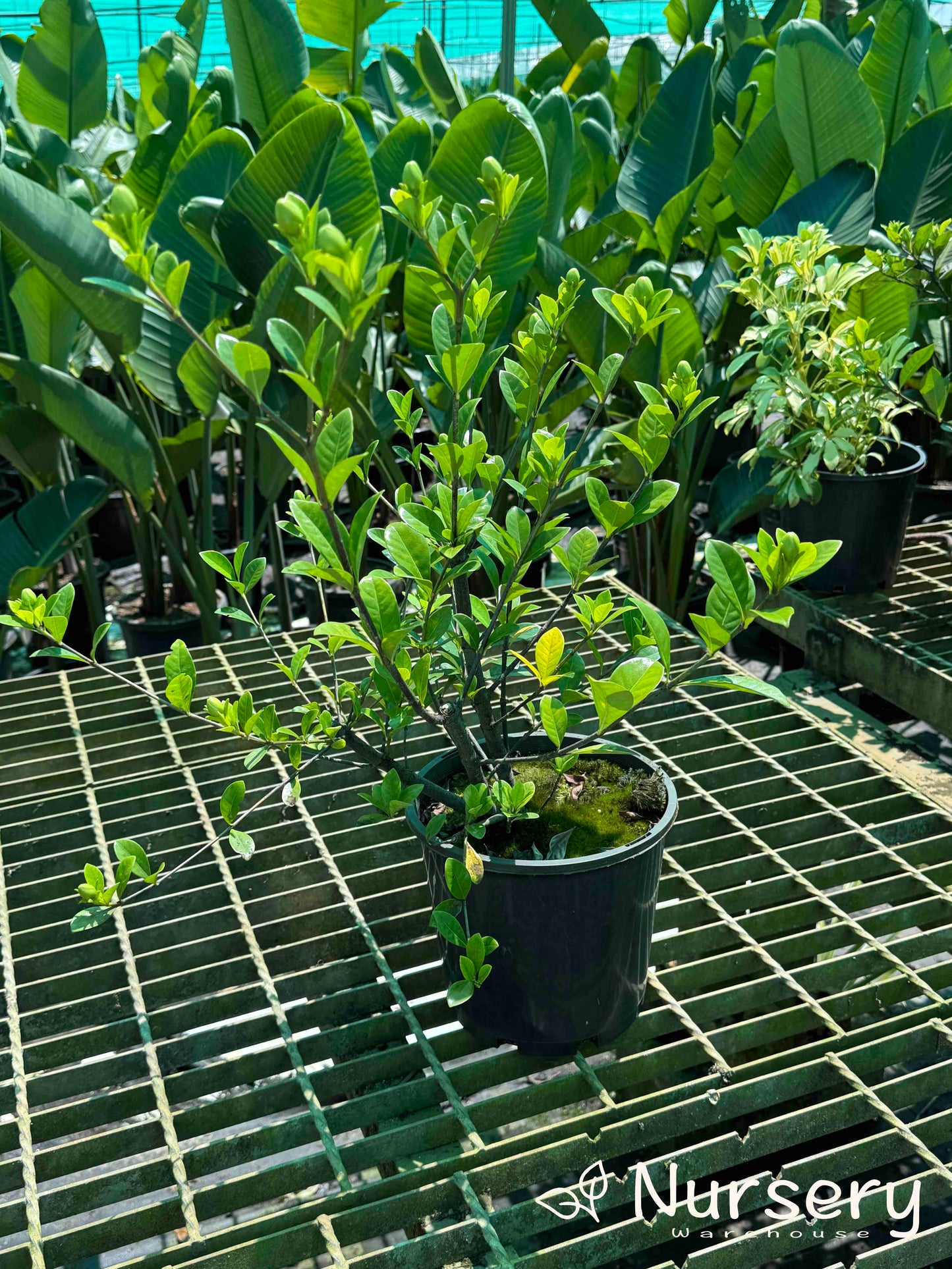 Gardenia Augusta (Florida Gardenia | Excess stock, end of batch, not uniform, great for hedges)