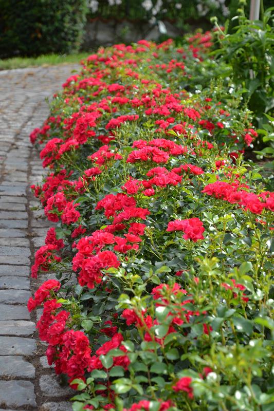 Rosa hybrid (Flower Carpet Mini Cherry Rose)