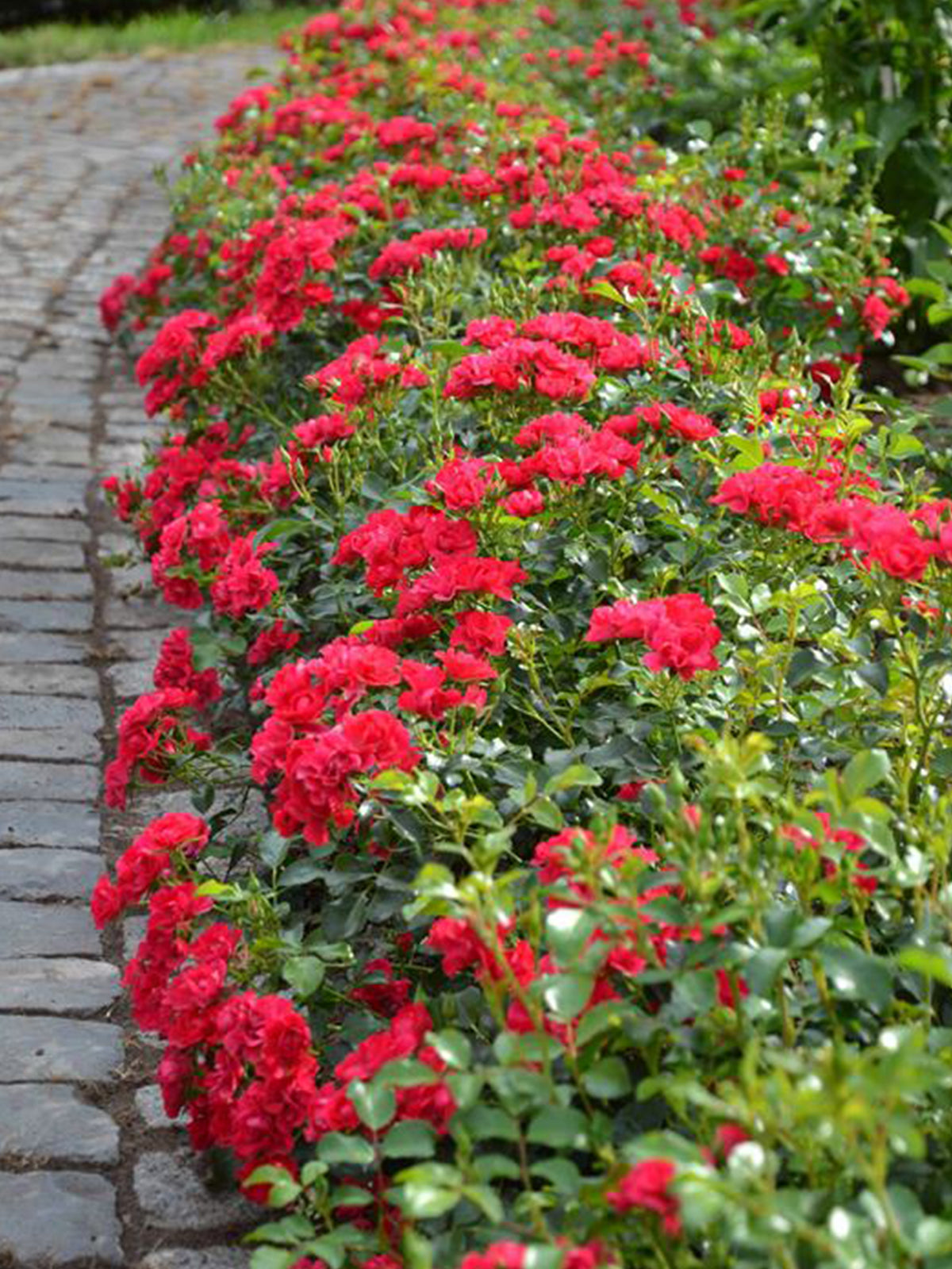 Rosa 'Flower Carpet Mini Cherry' (Mini Cherry Groundcover Rose)