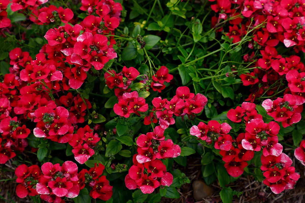 Diascia Spp. (Red Diascia)