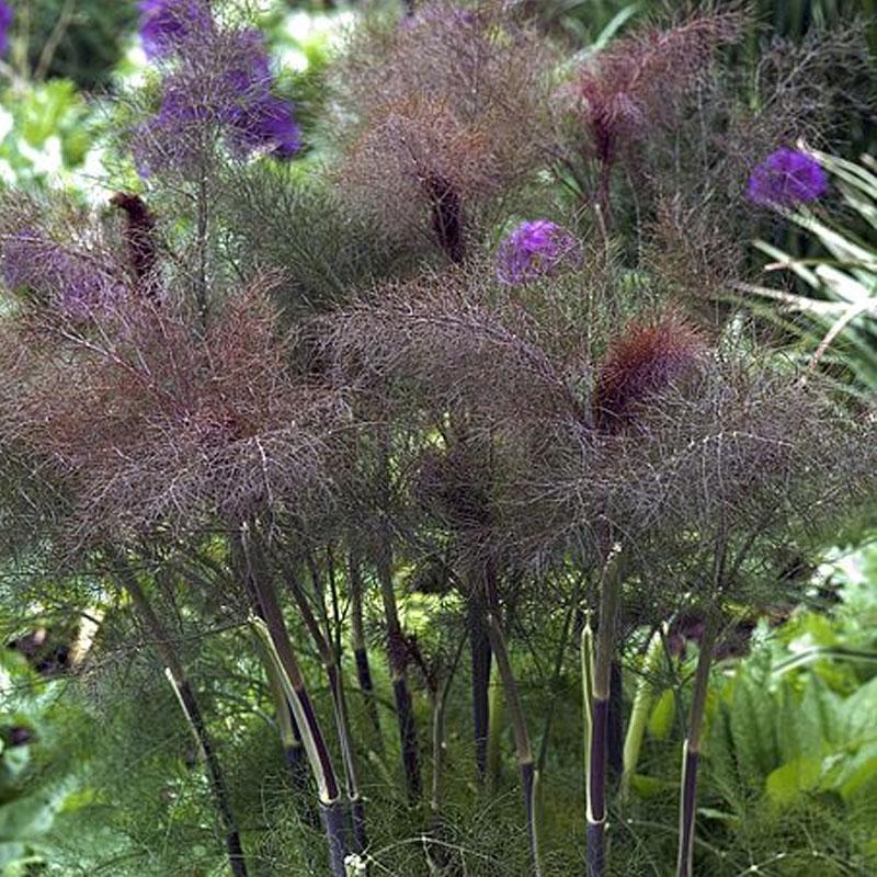 Foeniculum Vulgare ‘Purpureum’ (Bronze Fennel)