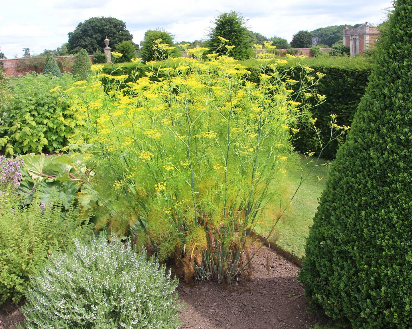 Foeniculum Vulgare (Sweet Fennel)