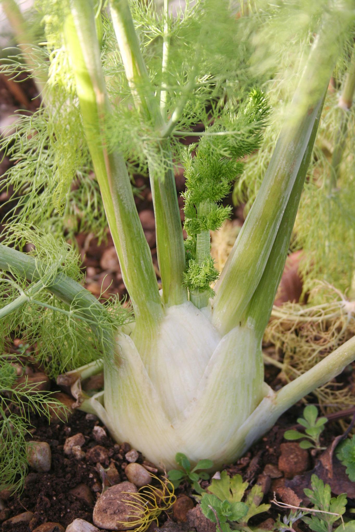 Foeniculum Vulgare (Sweet Fennel)