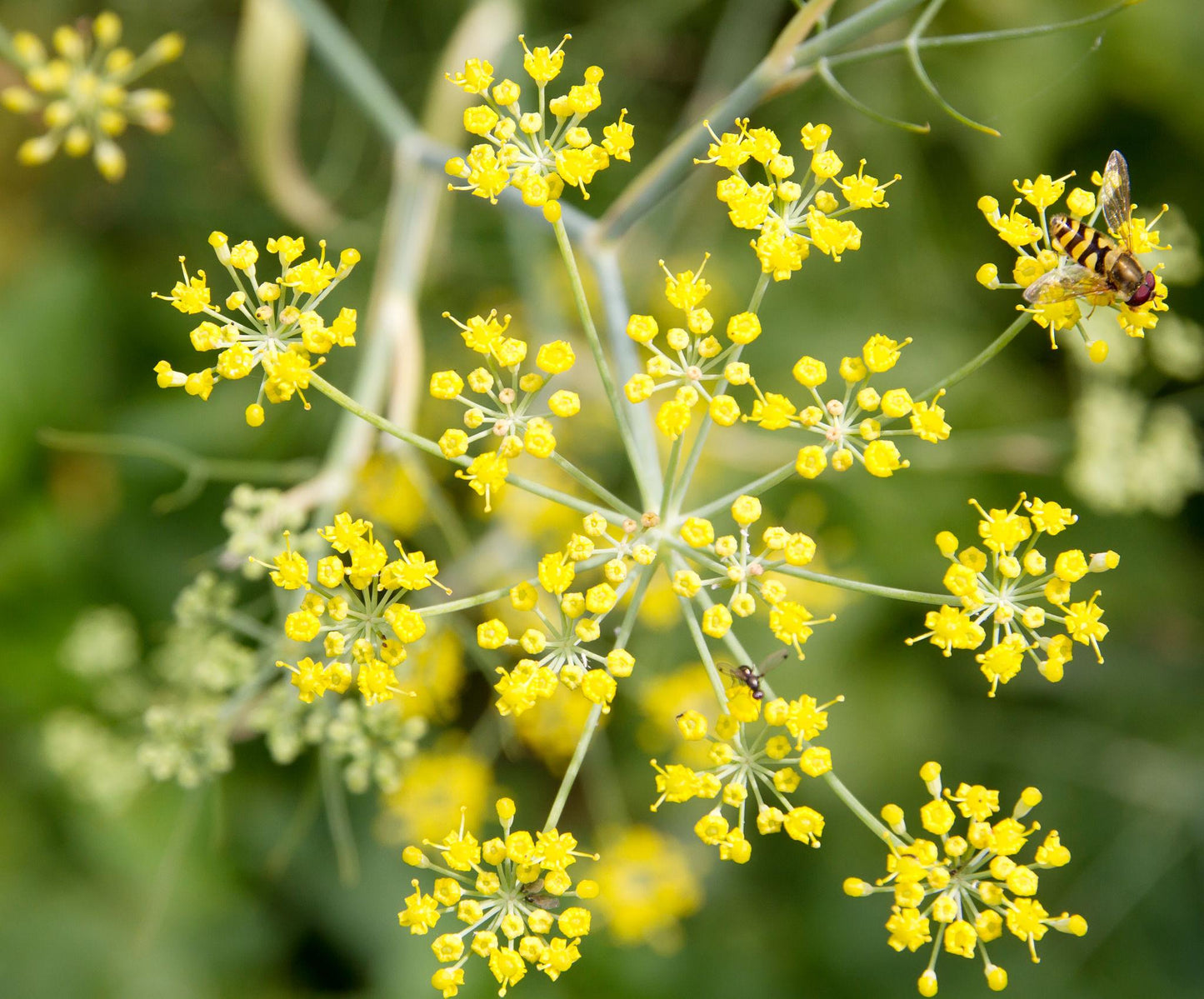 Foeniculum Vulgare (Sweet Fennel)