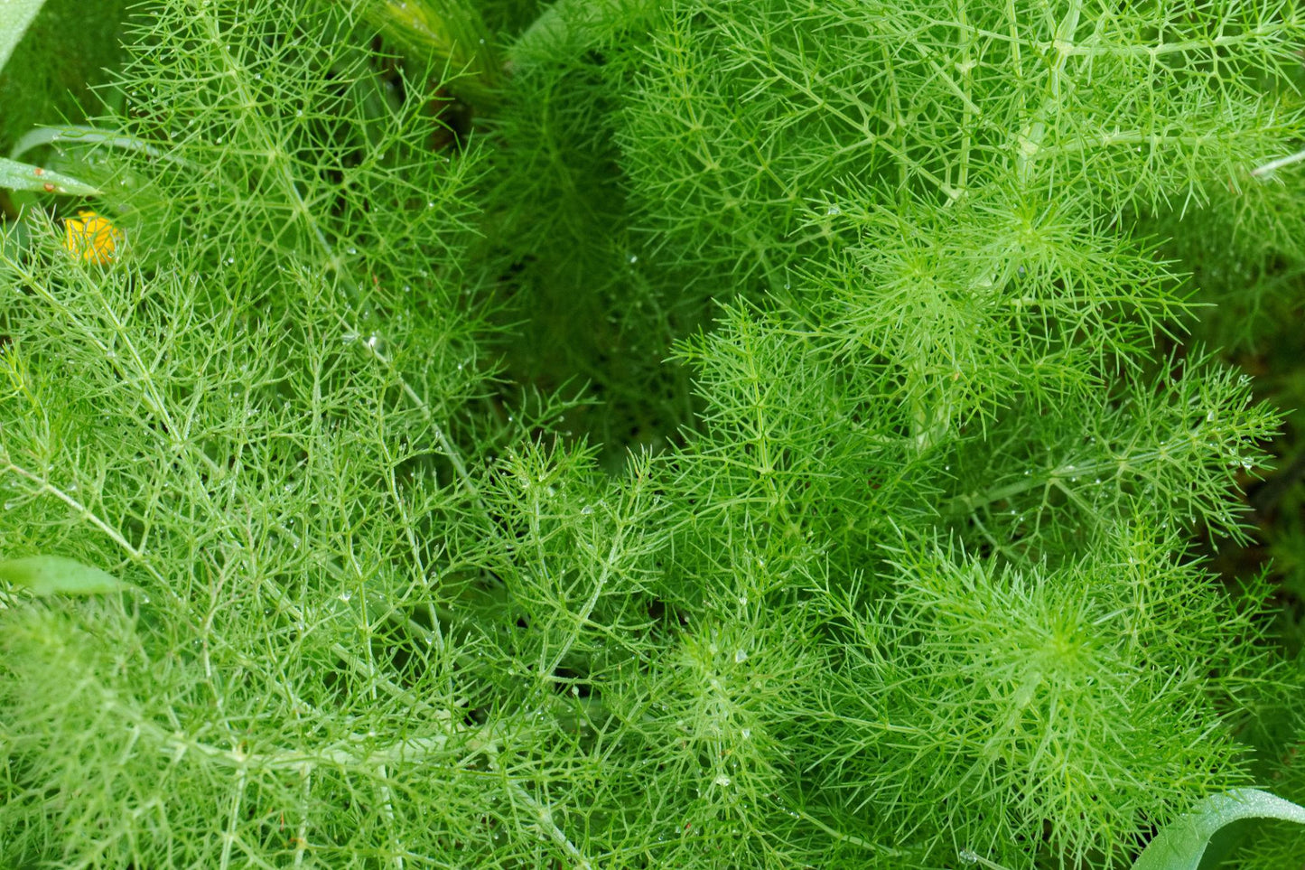 Foeniculum Vulgare (Sweet Fennel)