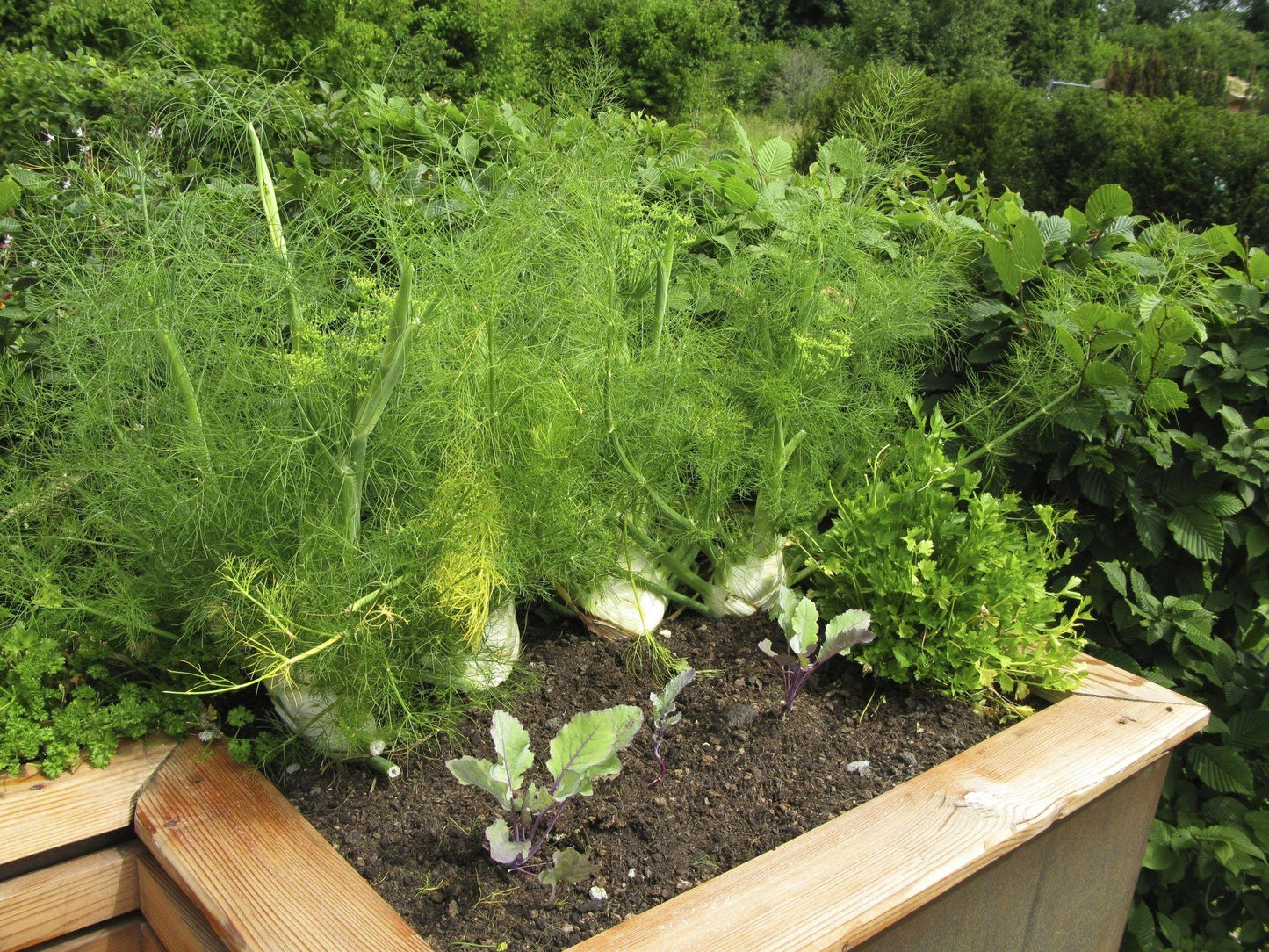 Foeniculum Vulgare (Sweet Fennel)