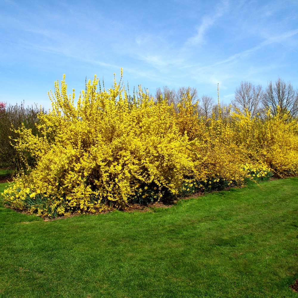 Forsythia × Intermedia ‘Lynwood’ (Lynwood Gold Forsythia)