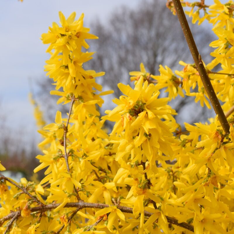 Forsythia × Intermedia ‘Lynwood’ (Lynwood Gold Forsythia)