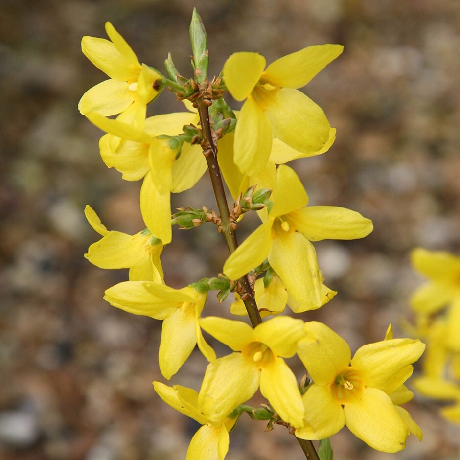 Forsythia × Intermedia ‘Lynwood’ (Lynwood Gold Forsythia)