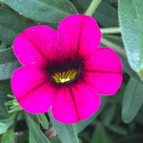 Calibrachoa ‘Aloha Kona Neon’ (Aloha Kona Neon Million Bells)