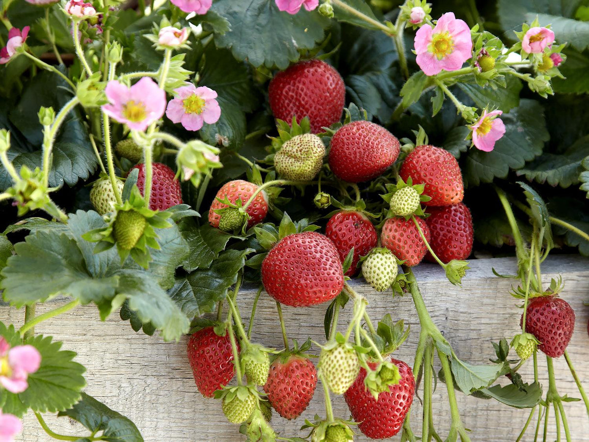 Fragaria X Ananassa 'Frisan' (Frisan Strawberry)