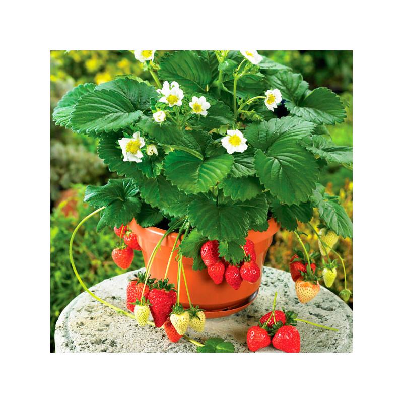 Fragaria × Ananassa (Strawberry Mix)