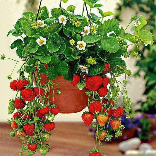 Fragaria × Ananassa (Strawberry Mix)