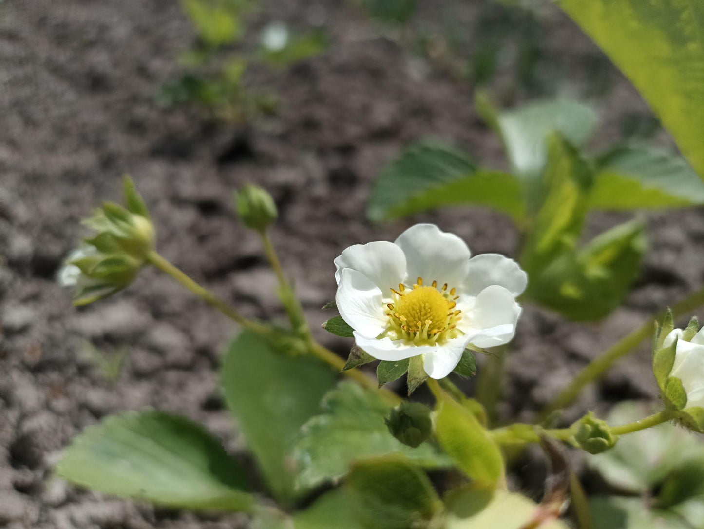 Fragaria × Ananassa (Strawberry Mix)