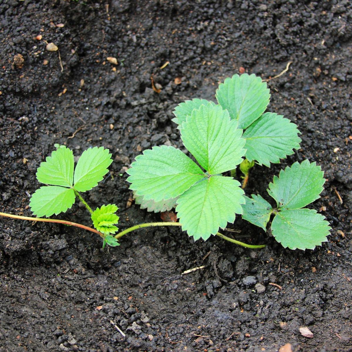 Fragaria × Ananassa (Strawberry Mix)
