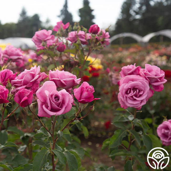 Rosa 'Fragrant Plum' (Fragrant Plum Floribunda Rose)