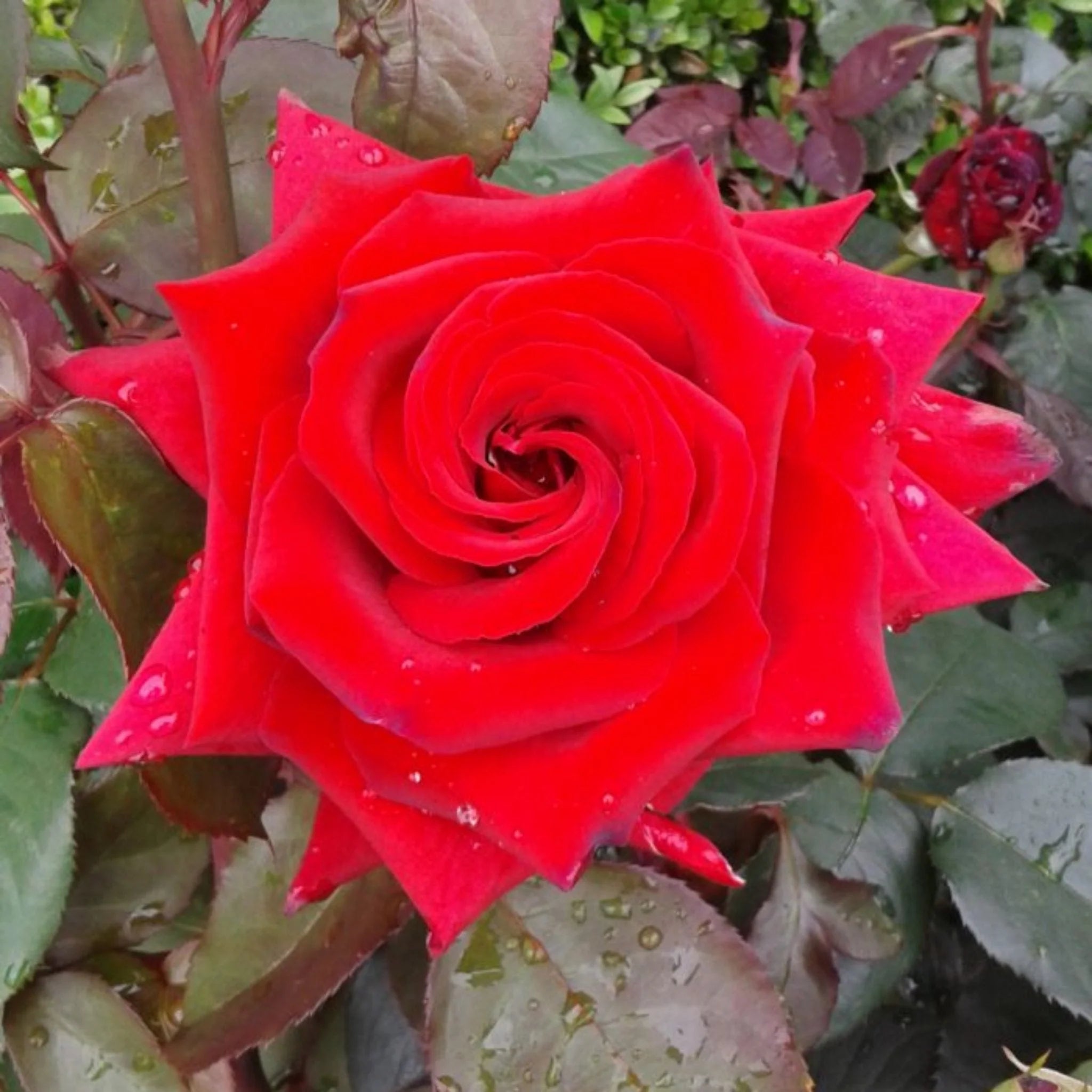Rosa ‘Fragrant Charm’ (Fragrant Charm Hybrid Tea Rose)