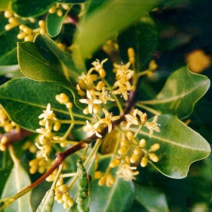 Acronychia Imperforata (Beach Acronychia)