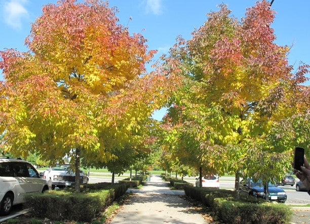 Fraxinus Cimaron (Cimaron Ash Tree)