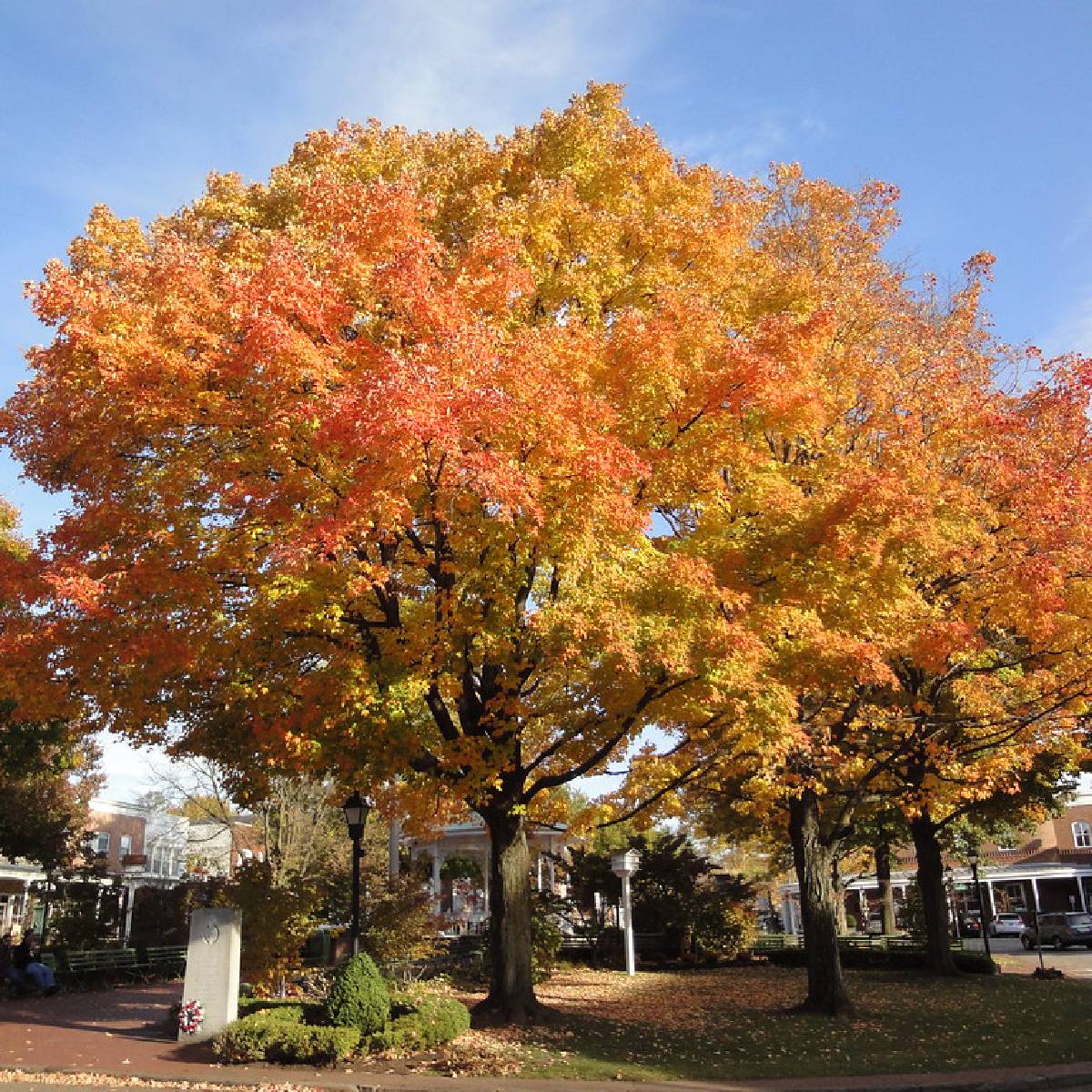 Fraxinus Pennsylvanica 'Urbanite' (Urbanite Ash)