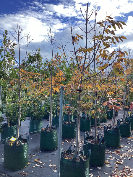 Fraxinus Pennsylvanica ‘Urbdell’ (Urbanite Ash)